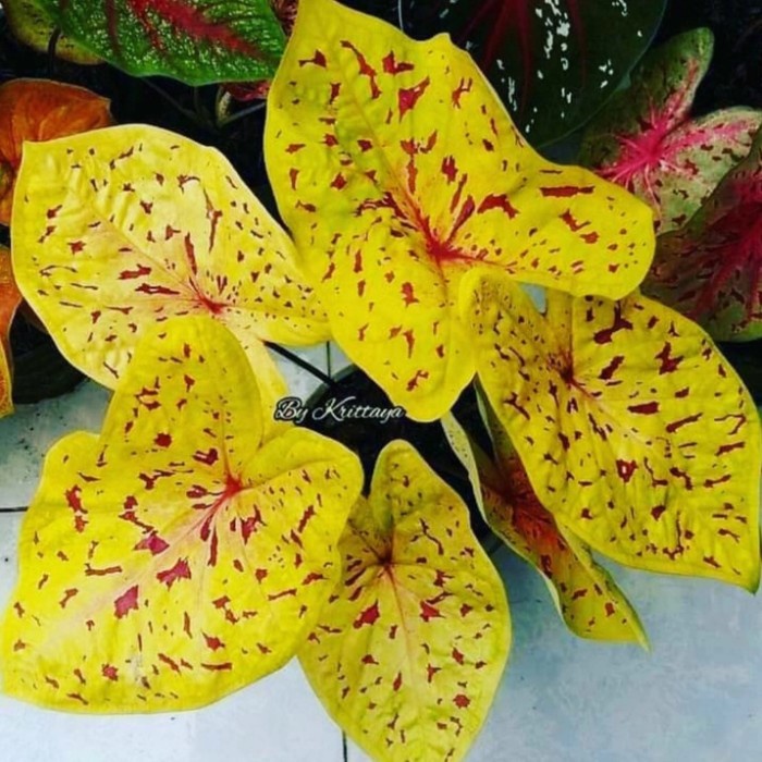 PROMO umbi caladium yellow leopard / keladi hias hybrid import Thailand
