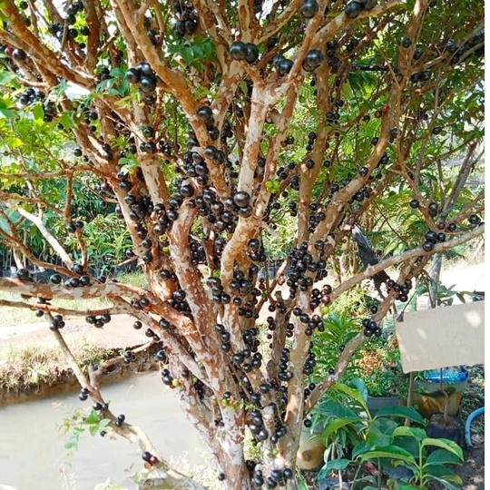 Bibit Pohon Anggur Brazil sabara Tanaman Buah Anggur Hitam Kupa Landak Jaboticaba