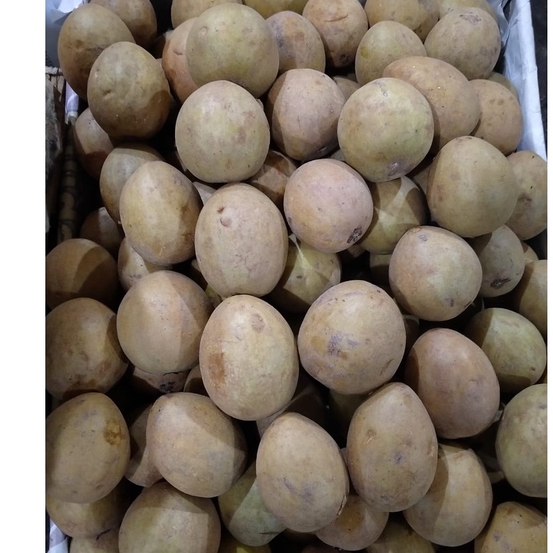 

Buah Sawo Segar Manis Fresh