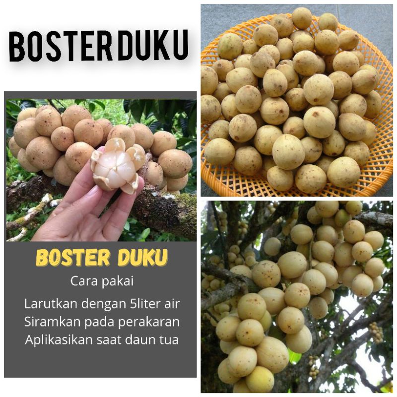 BOSTER DUKU BOOSTER DUKU PUPUK DUKU