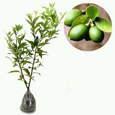 BIBIT JERUK LEMON LOKAL