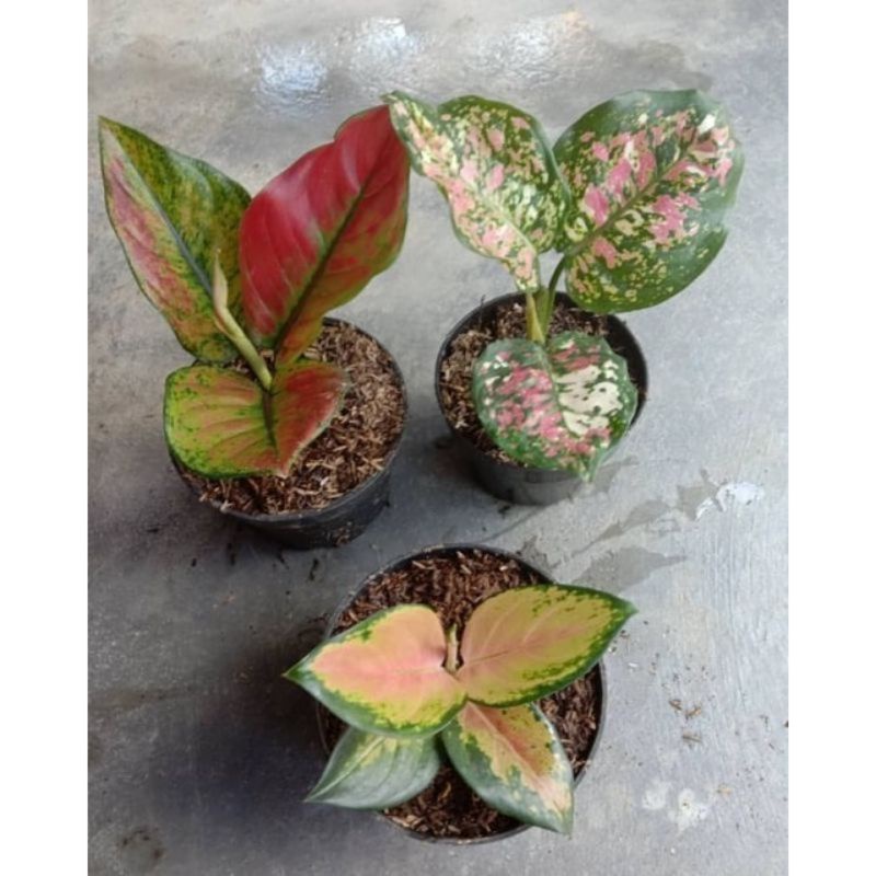 Paket 3 Tanaman  Aglonema - hengheng - tricolor - sultan Brunei anakan