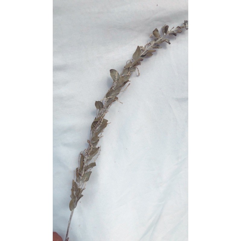 momusa dried/ bunga kering / jual momusa / mimosa dried / dried foliage / acacia podalyriifolia