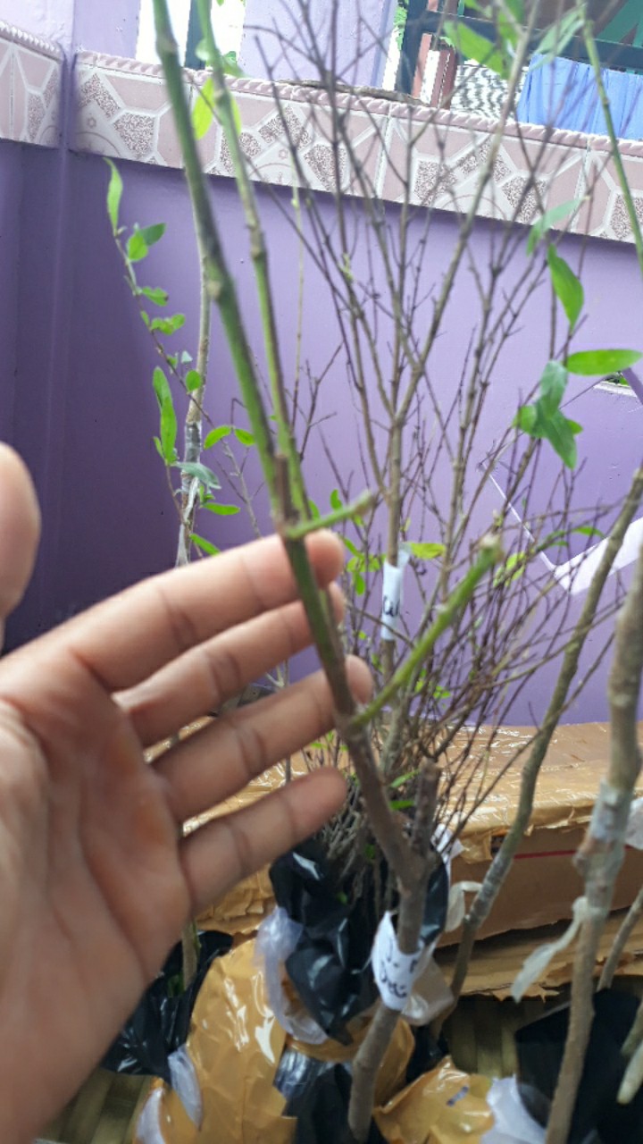 Bibit Jambu Air Madu Deli Merah<br />aneka Bibit Unggul