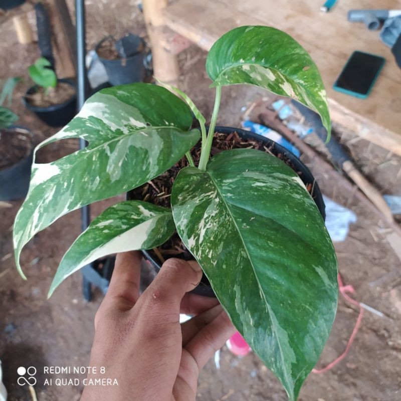 TERBARU TANAMAN EPIPRENUM PINATUM VARIEGATA | EKOR NAGA VARIGATA