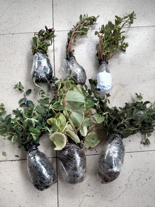 Tanaman Hias Dianthus Atau Anyelir Merah Murah