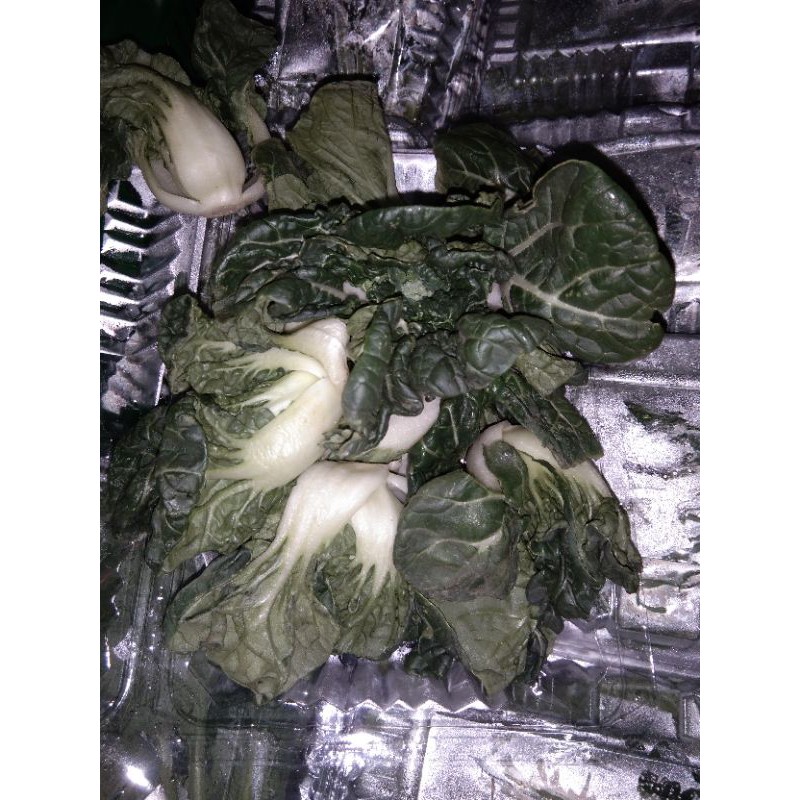 

import to pai cai