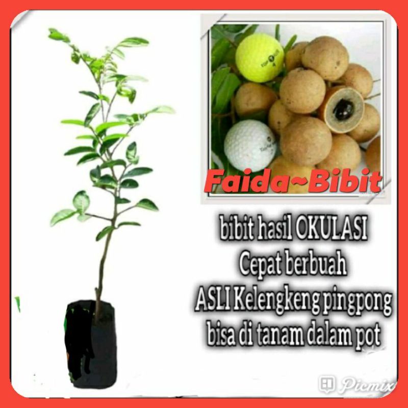 Bibit KELENGKENG PINGPONG okulasi genjah