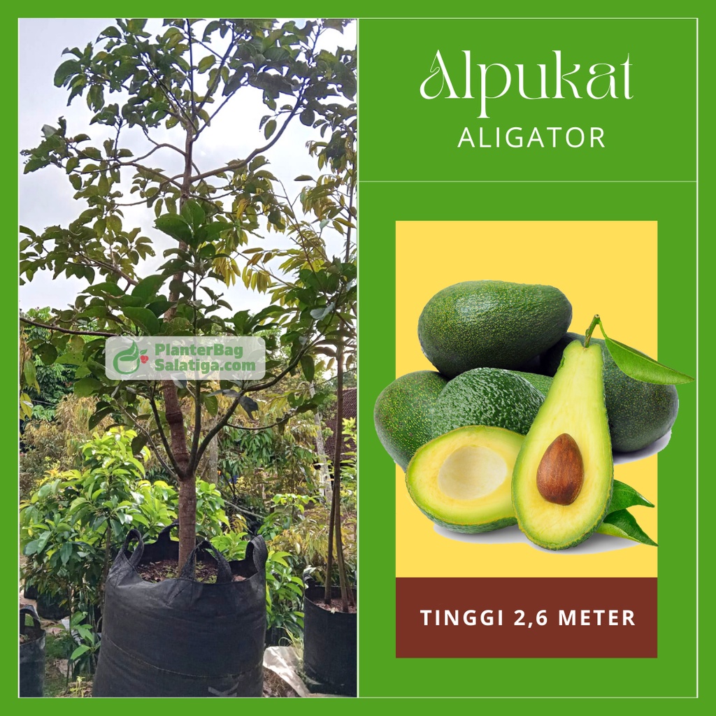 Jual Pohon Alpukat Aligator 2 5 Meter Berbuah Tabulampot Bibit Tanaman