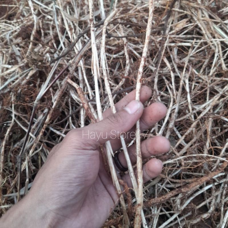 

AKAR ALANG-ALANG / AKAR HERBAL BERKHASIAT TINGGI