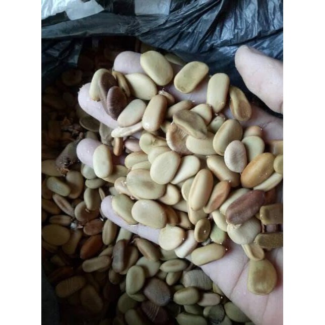 Terbaik Benih Biji Pohon Kayu Secang Banyak Manfaat