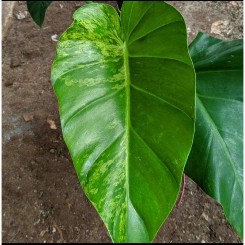 Tanaman hias Philodendron Marble Variegata - Philo Marble Variegata