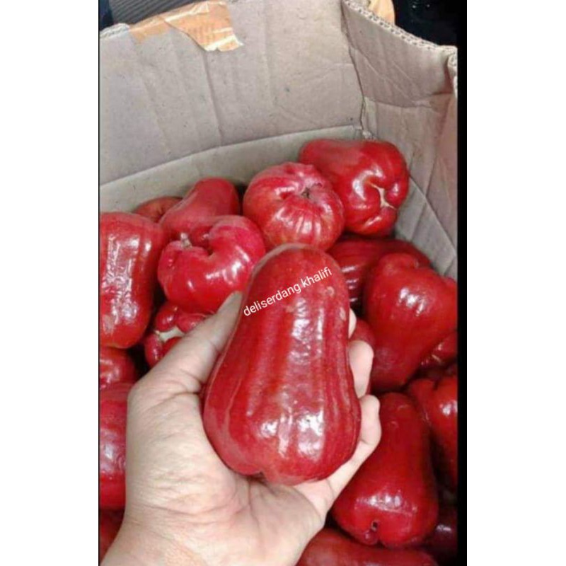 BUAH JAMBU AIR MERAH MADU CINCALO 1KG