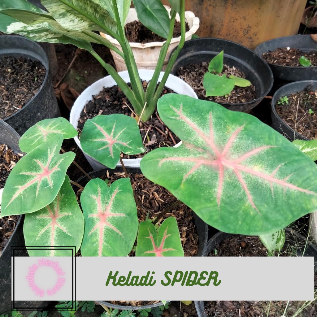 Keladi SPIDER laba laba tanaman hias hidup Caladium Spider Red