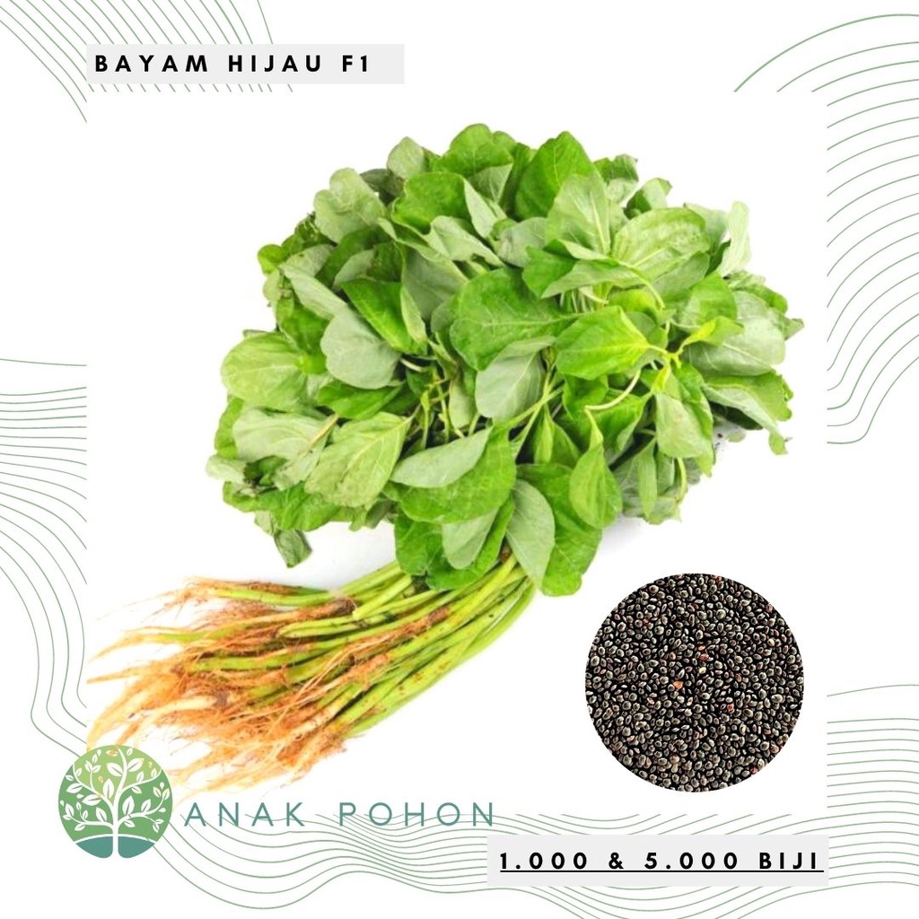 Benih Bibit Biji - Bayam Hijau F1 Cabut Super Hibrida Seeds - Panen Dalam 25 HST