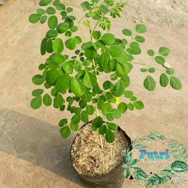 Bibit tanaman kelor pohon kelor dari biji