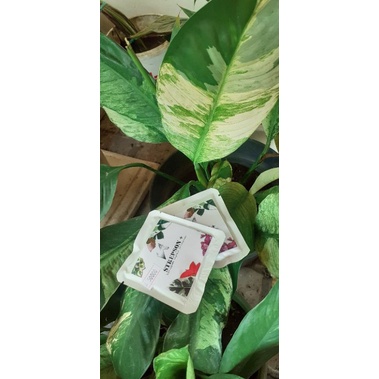 Strepson + variegeta injeksi permanen