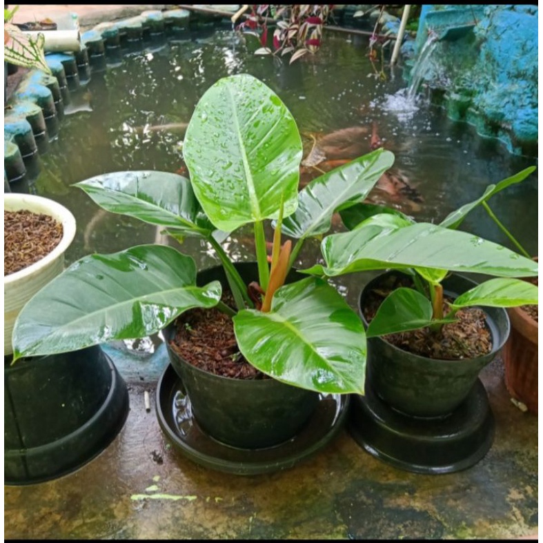 Tanaman Hias Philodendron Green Emerald,tanaman hias philo