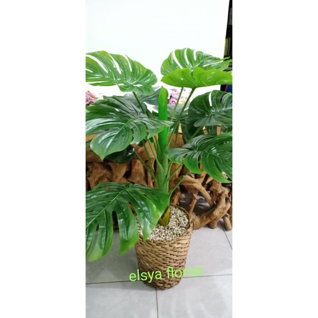 Monstera Jumbo