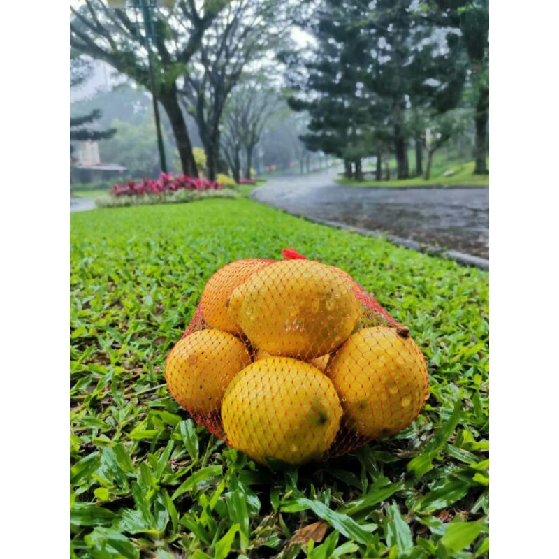

Lemon California Kuning / Hijau (Grade A)