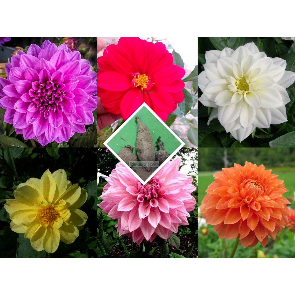 Bibit umbi dahlia