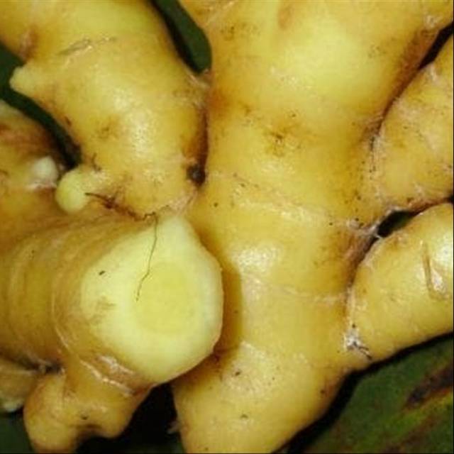 

Temu mangga basah segar 500gram (curcuma mangga) siap ambil ke kebun