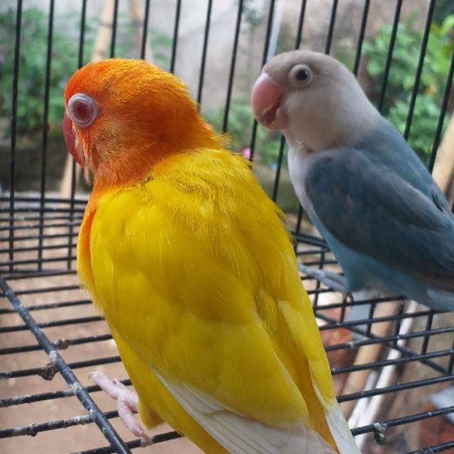 Lovebird lutino x pasbir