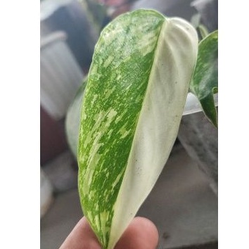 philodendron jose buono