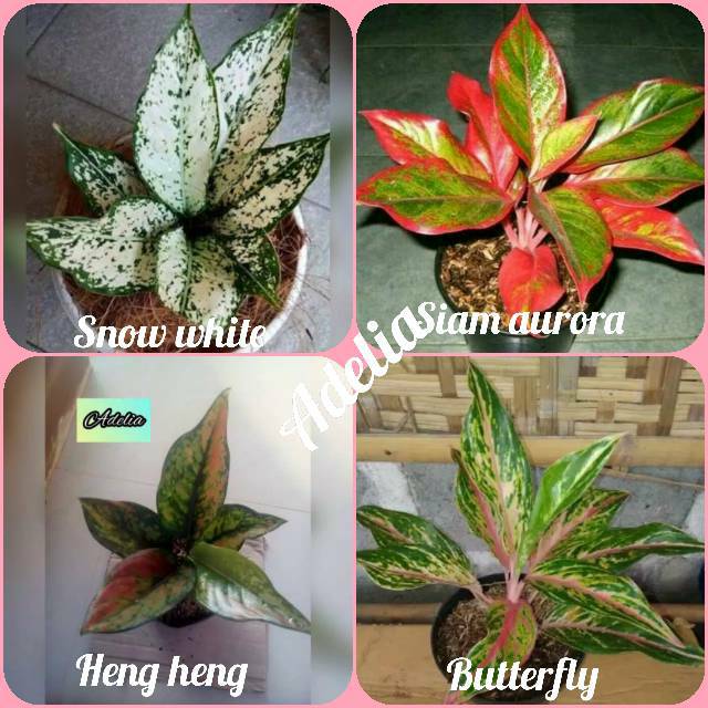 BUNGA AGLONEMA 4 JENIS SESUAI GAMBAR