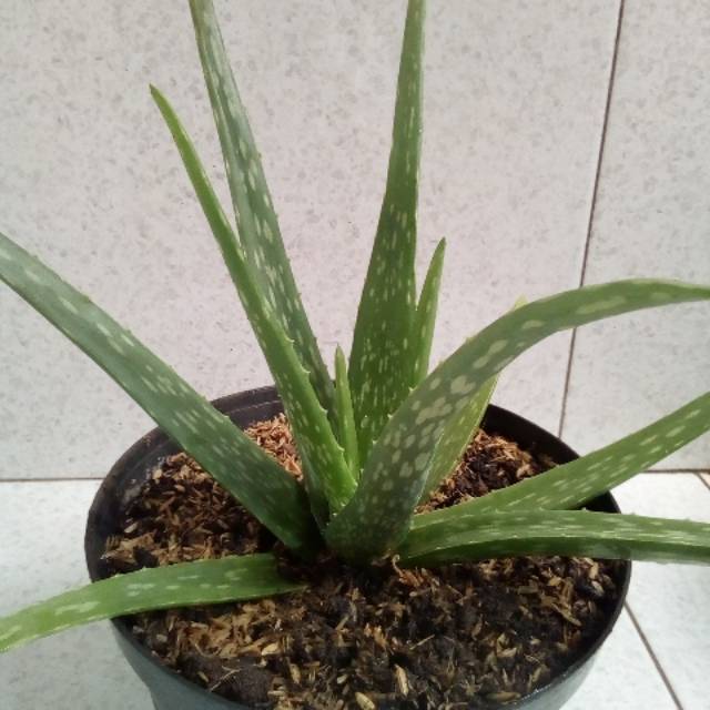 Bibit tanaman pohon lidah buaya  aloe vera Shopee Indonesia