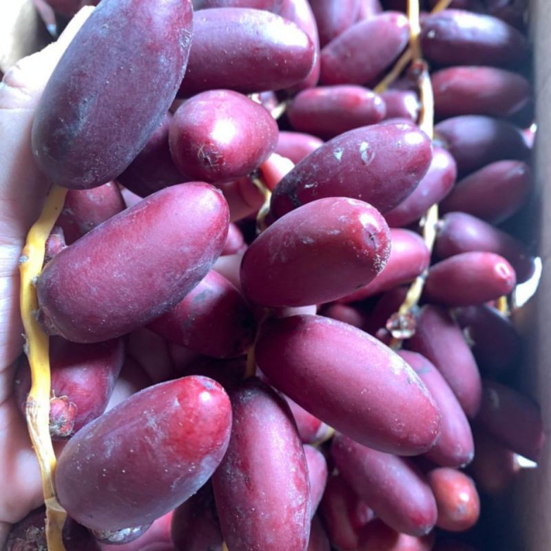 

KURMA SIWI WARNA KUNING DAN MERAH MURAH