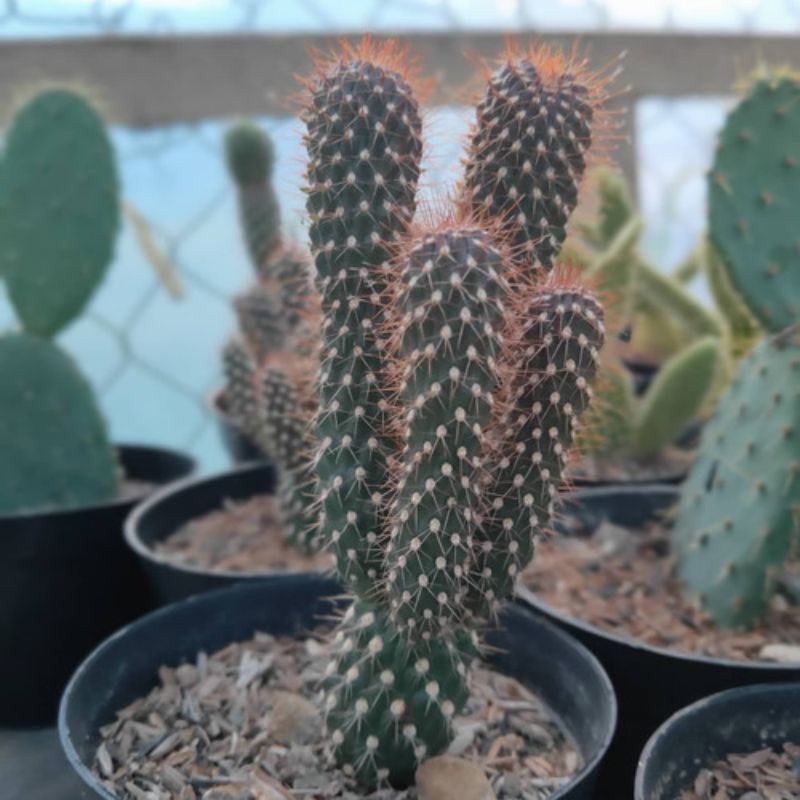 kaktus duri merah - opuntia fulgida