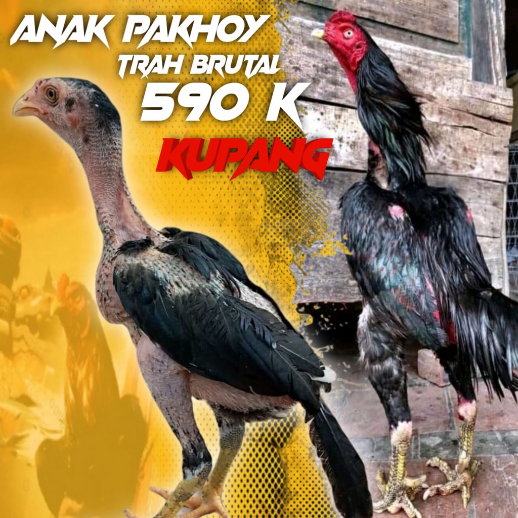 ayam pakhoy anakan usia 2-3 bulan siap kirim