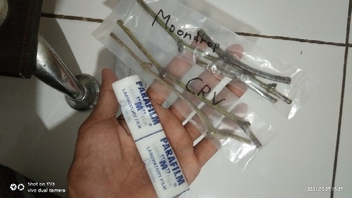 Parafilm M, Untuk Grafting/okulasi Ukuran 4 X 10 (10cm X 25cm)