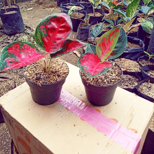 AGLONEMA suksom jaipong remaja