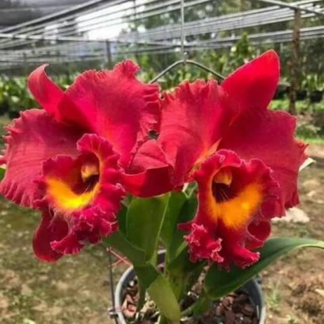 Anggrek Catleya Merah Berkualitas bunga besar