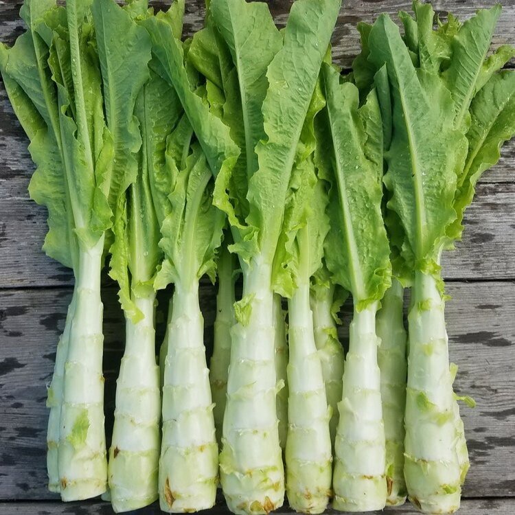 Benih Bibit Biji - Celtuce Selada Batang / Selada Asparagus / Chinese Stem Lettuce Seeds - IMPORT