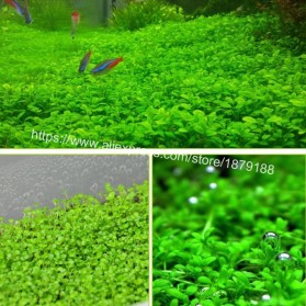 Bibit Rumput Air Dekorasi Aquarium Landscape Ornament Love Grass - H0027