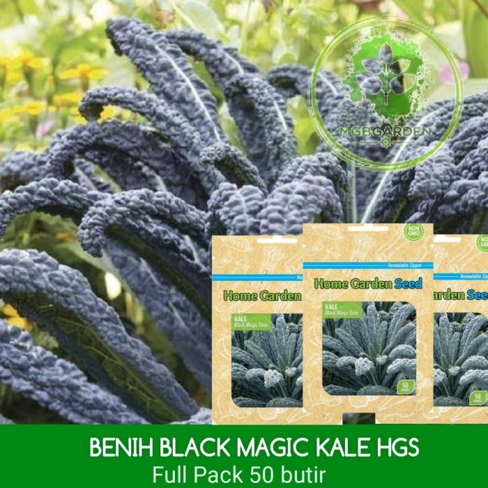 BENIH/BIJI (BAKAL BIBIT) SAYURAN BLACK MAGIC KALE HOME GARDEN SEED