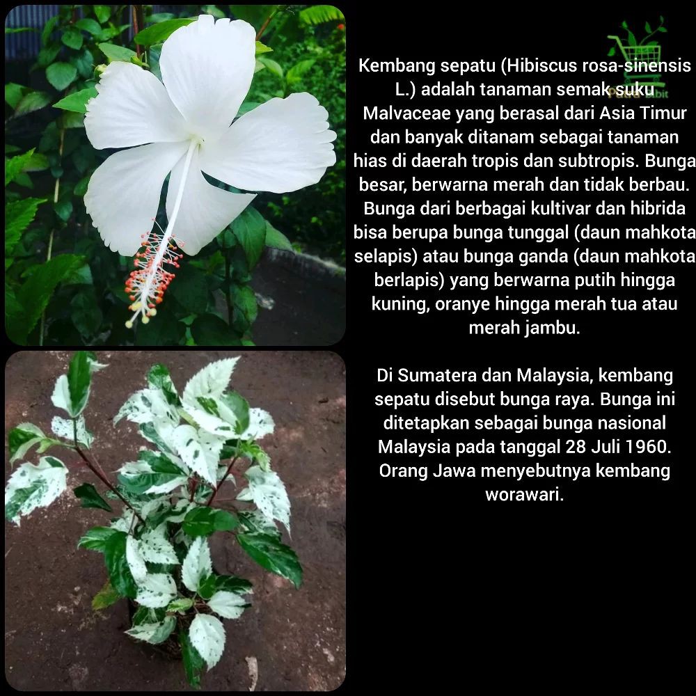 Tanaman Bunga Sepatu Putih Variegata Bibit Pohon Kembang Hias Daun Shopee Indonesia