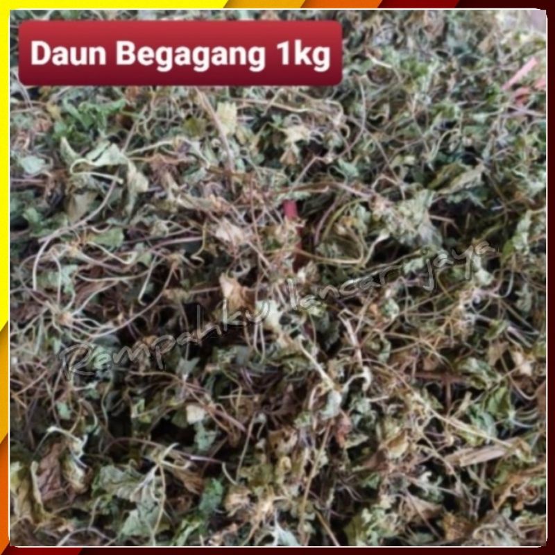 

Daun Pegagang Kering 100gr / Daun Antanan Kering / Daun Kaki Kuda Kering 1Kg