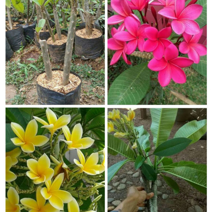 Paket pohon Kamboja bali-bibit stek batang pohon Kamboja kuning & pink