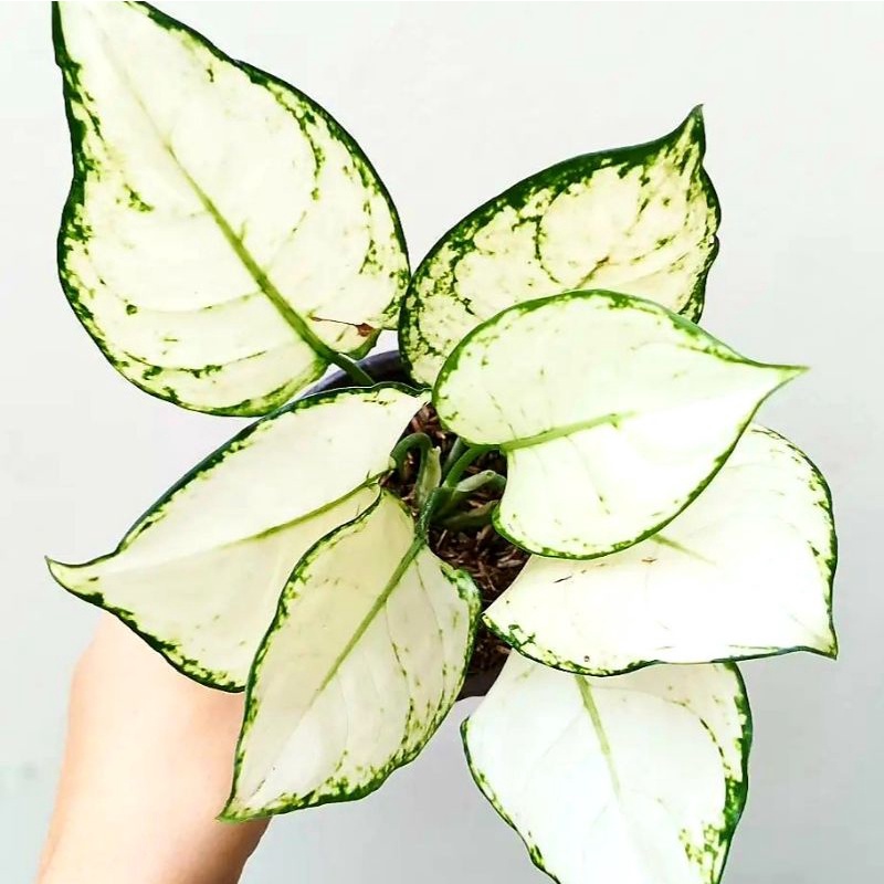 Bisa COD Aglonema Super White  / tanaman hias bunga /aglonema pink catrina / tanaman hias bunga / ta