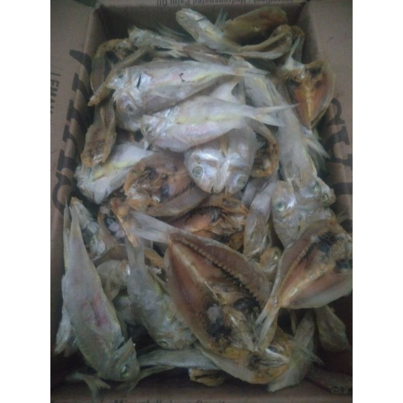 

Ikan biji nangka