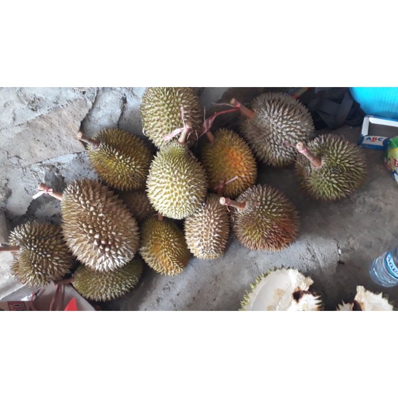 

Durian Borongan