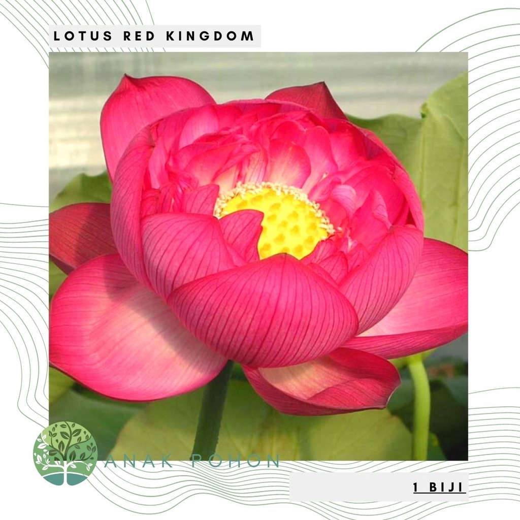 Benih Bibit Biji - Bunga Lotus RED KINGDOM Tanaman Air Seroja Teratai Flower Seeds - IMPORT