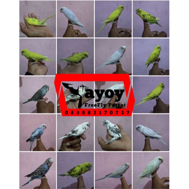 Burung jinak parkit skill parrot indor