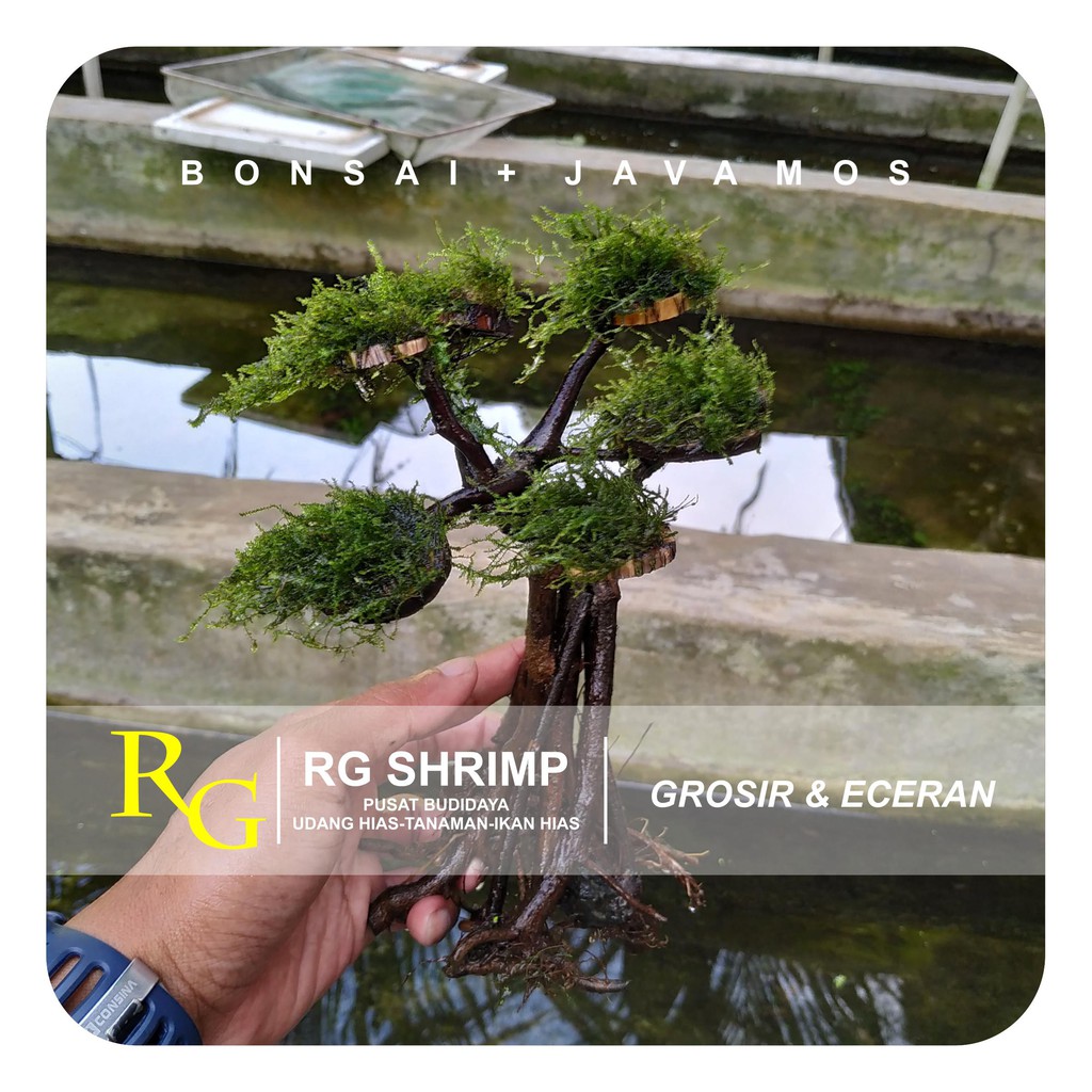 Bonsai Moss Aquascape Dan Aquarium Shopee Indonesia