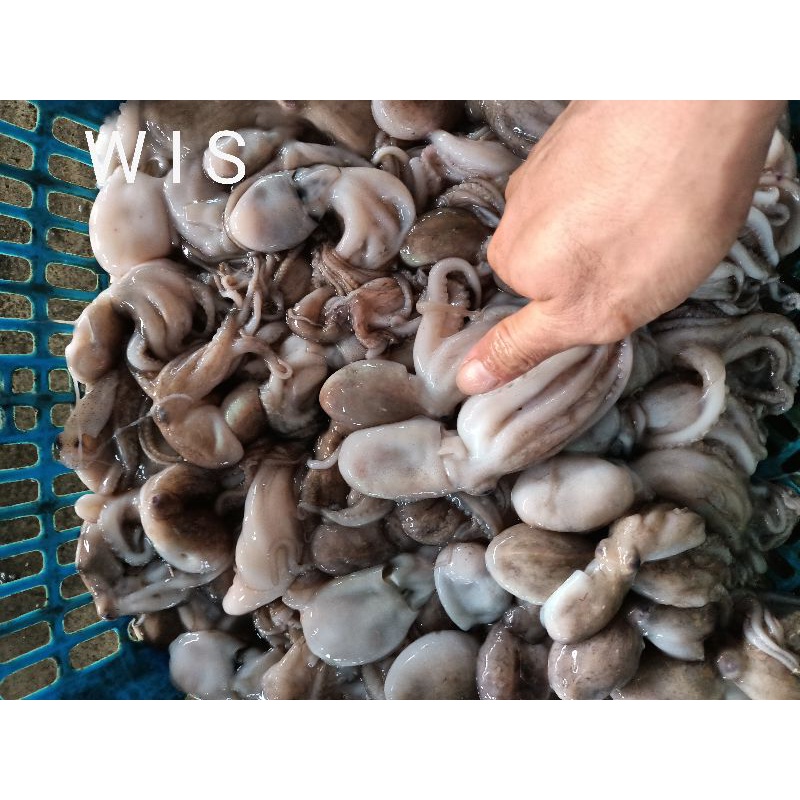 

baby gurita segar harian 1kg