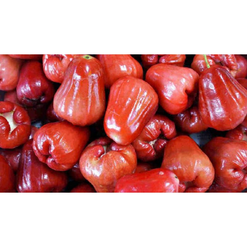 

Buah Jambu Air Madu merah segar 1kg
